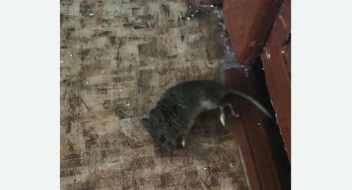 Дезинфекция от мышей в Новокузнецке